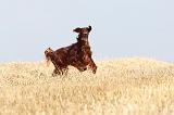 SETTER IRLANDAIS 062